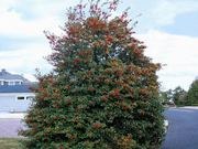 American holly catalog photograph
