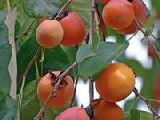 American persimmon catalog photograph