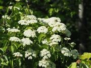 Arrowwood viburnum catalog photograph