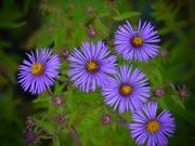 Aster catalog photograph