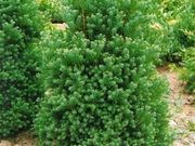 Atlantic white cedar catalog photograph