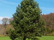 Austrian pine catalog photograph
