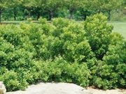 Autumn olive replacement: bayberry catalog photograph