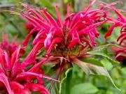 Bee balm catalog photograph