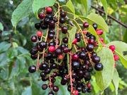 Black cherry catalog photograph