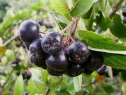 Black chokeberry catalog photograph