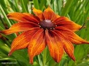Black-eyed Susan catalog photograph