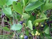 Black huckleberry catalog photograph