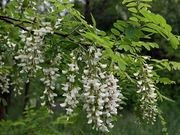 Black locust catalog photograph