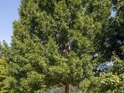 Black oak catalog photograph