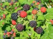 Black raspberry catalog photograph