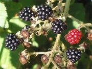 Blackberry catalog photograph