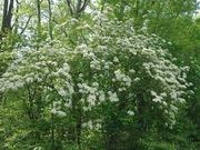 Blackhaw viburnum catalog photograph