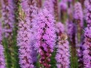 Blazing star catalog photograph