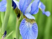 Blue flag iris catalog photograph