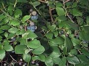 Blueberry catalog photograph