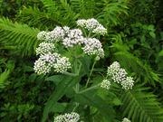 Boneset catalog photograph