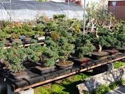 Bonsai stock trees catalog photograph