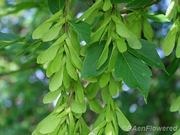 Boxelder maple catalog photograph