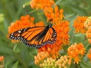Butterfly milkweed catalog photograph