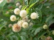 Buttonbush catalog photograph