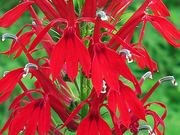 Cardinal flower catalog photograph