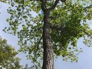 Chestnut oak catalog photograph