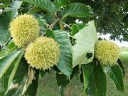 Chinese chestnut catalog photograph