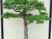 Chinese elm catalog photograph