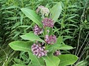 Common milkweed catalog photograph