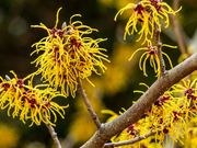 Common witch hazel catalog photograph