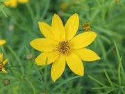 Coreopsis catalog photograph