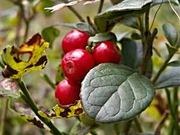 Cranberry catalog photograph