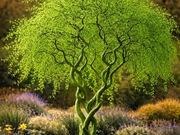 Curly willow catalog photograph
