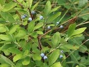 Dangleberry / Blue huckleberry catalog photograph