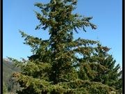 Douglas fir catalog photograph