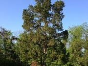 Eastern Red Cedar — Available Now