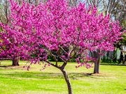 Eastern redbud catalog photograph