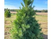 Eastern white pine catalog photograph