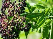 Elderberry catalog photograph