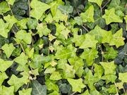 English ivy catalog photograph