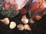 Flower bulbs catalog photograph