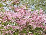 Flowering dogwood catalog photograph