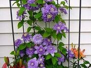 Flowering vines catalog photograph