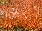 Golden willow catalog photograph