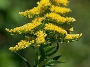 Goldenrod catalog photograph