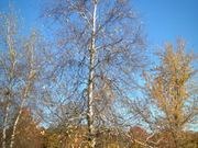Gray birch catalog photograph