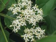 Gray dogwood catalog photograph