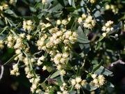 Groundsel bush catalog photograph
