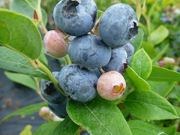 Highbush blueberry catalog photograph